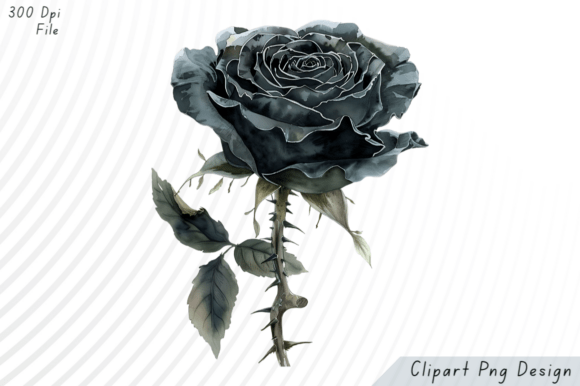 Download Black Rose Watercolor PNG Clipart - Water Collection